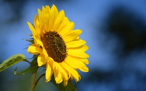 小向日葵花局部特写摄影图片